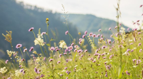 Best Seasonal Allergy Supplements