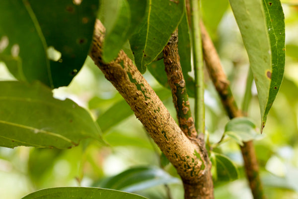 Natural Medicines Versus Statins